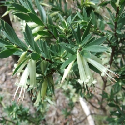 Styphelia triflora (Five-corners) at Farrer Ridge - 4 Mar 2013 by julielindner