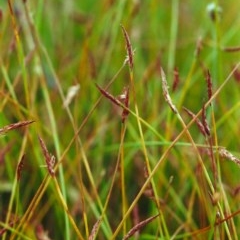 Eleocharis atricha (Tuber Spikerush) at Conder, ACT - 8 Jan 2001 by MichaelBedingfield