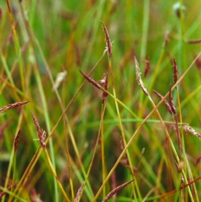 Eleocharis atricha (Tuber Spikerush) at Conder, ACT - 8 Jan 2001 by michaelb