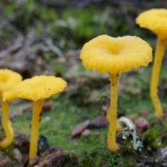 Lichenomphalia chromacea (Yellow Navel) at Canberra Central, ACT - 31 May 2014 by AaronClausen