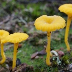 Lichenomphalia chromacea at Canberra Central, ACT - 31 May 2014