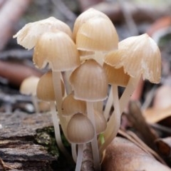 Mycena sp. (genus) (Mycena) at Canberra Central, ACT - 31 May 2014 by AaronClausen