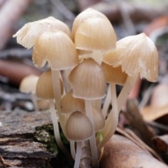 Mycena sp. (Mycena) at Black Mountain - 31 May 2014 by AaronClausen