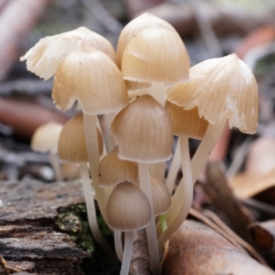 Mycena sp. (Mycena) at Black Mountain - 31 May 2014 by AaronClausen