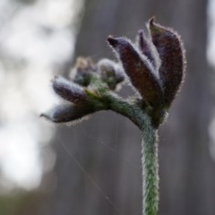 Glycine clandestina (Twining Glycine) at Black Mountain - 31 May 2014 by AaronClausen