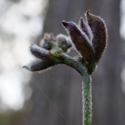 Glycine clandestina (Twining Glycine) at Black Mountain - 31 May 2014 by AaronClausen