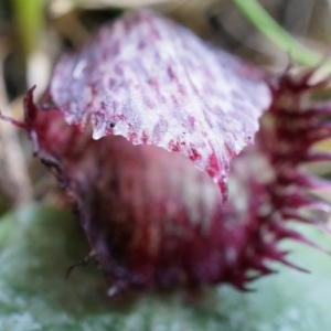 Corysanthes hispida at Canberra Central, ACT - 31 May 2014