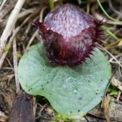 Corysanthes hispida at Canberra Central, ACT - 31 May 2014