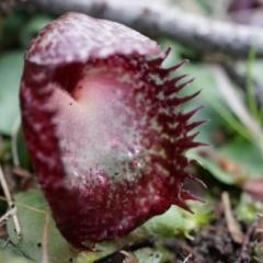 Corysanthes hispida at Canberra Central, ACT - suppressed