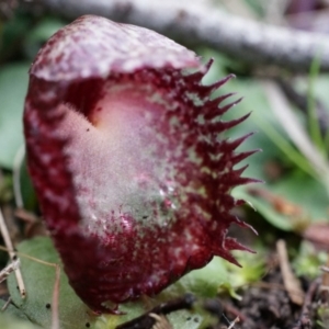 Corysanthes hispida at Canberra Central, ACT - suppressed