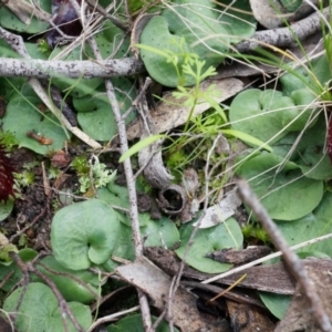 Corysanthes hispida at Canberra Central, ACT - 31 May 2014