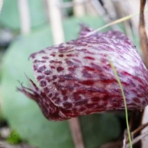 Corysanthes hispida at Canberra Central, ACT - suppressed