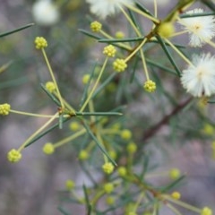 Acacia genistifolia (Early Wattle) at Canberra Central, ACT - 31 May 2014 by AaronClausen