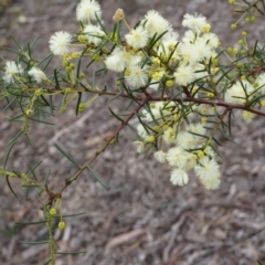 Acacia genistifolia at Canberra Central, ACT - 31 May 2014