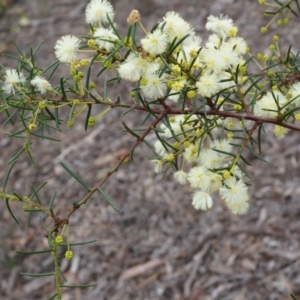 Acacia genistifolia at Canberra Central, ACT - 31 May 2014