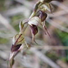 Acianthus collinus (Inland Mosquito Orchid) at Canberra Central, ACT - 31 May 2014 by AaronClausen