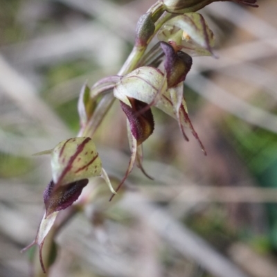 Acianthus collinus (Inland Mosquito Orchid) at Canberra Central, ACT - 31 May 2014 by AaronClausen
