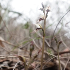 Acianthus collinus at Canberra Central, ACT - 31 May 2014