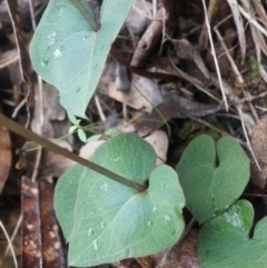 Acianthus collinus at Canberra Central, ACT - 31 May 2014