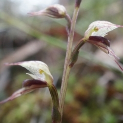 Acianthus collinus at Canberra Central, ACT - 31 May 2014