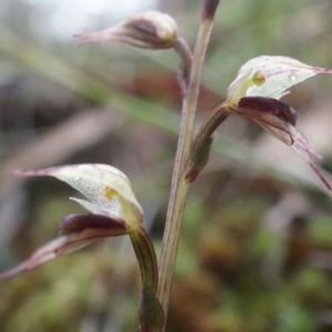 Acianthus collinus at Canberra Central, ACT - 31 May 2014