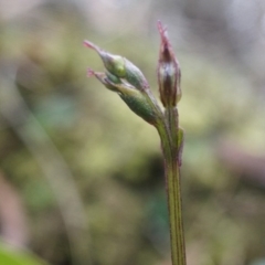 Acianthus collinus at Canberra Central, ACT - 31 May 2014