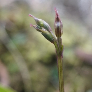 Acianthus collinus at Canberra Central, ACT - 31 May 2014