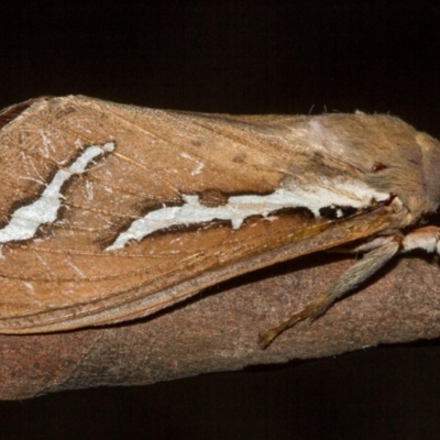 Abantiades latipennis