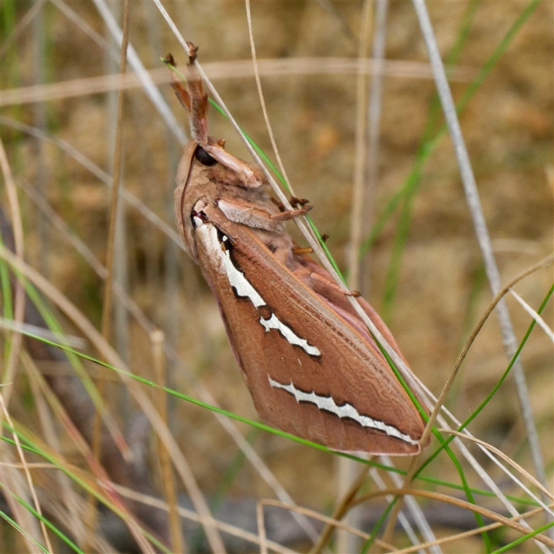 Abantiades latipennis