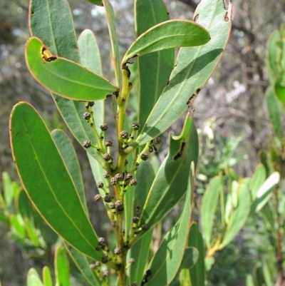 Acacia kydrensis