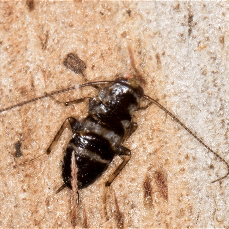 Nymph
