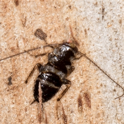 Nymph