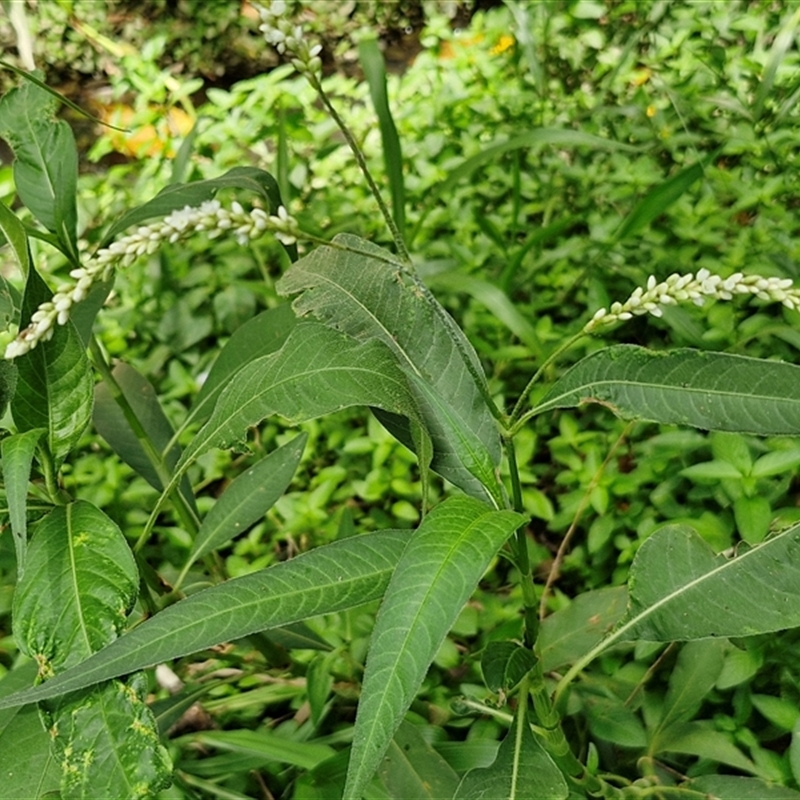Persicaria attenuata
