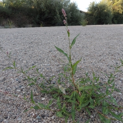 Persicaria decipiens