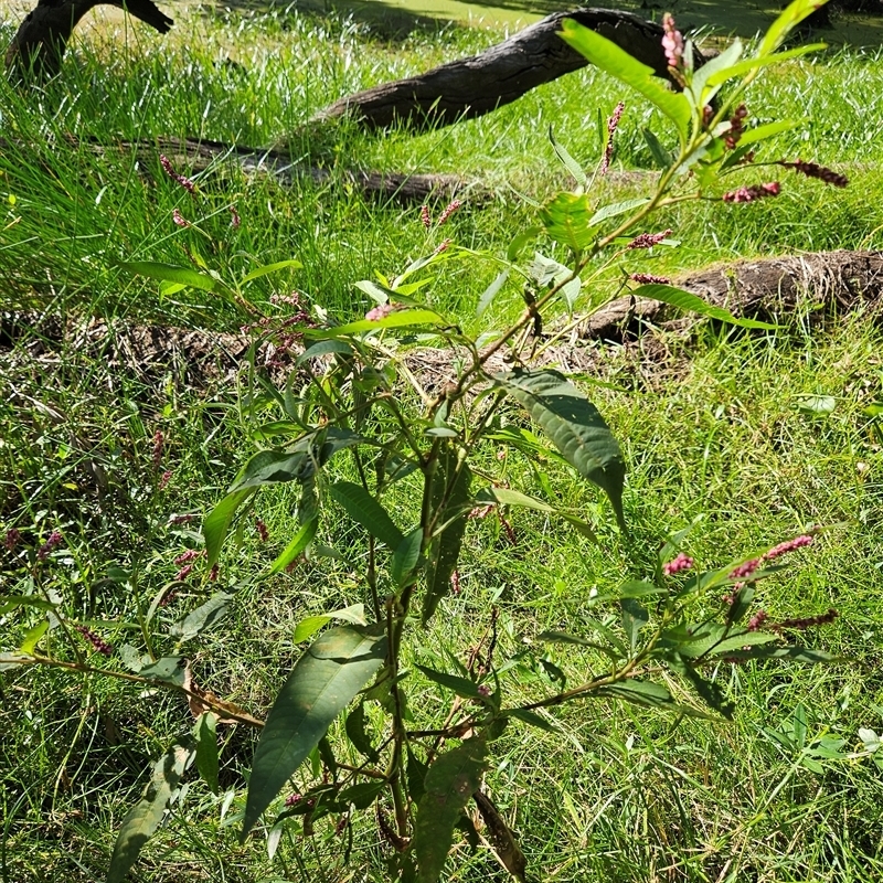 Persicaria elatior