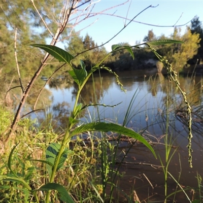 Persicaria hydropiper