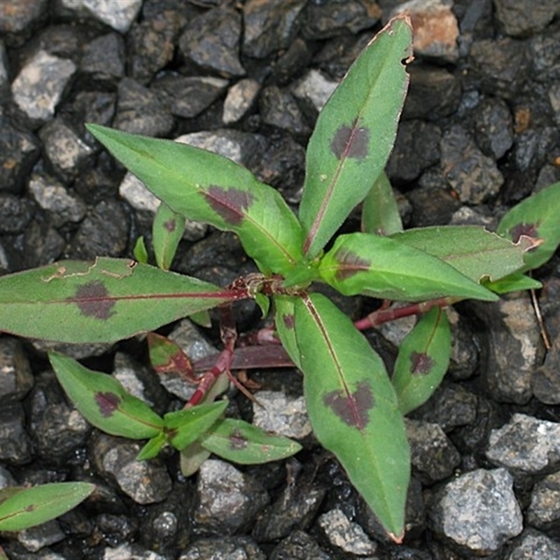 Persicaria maculosa