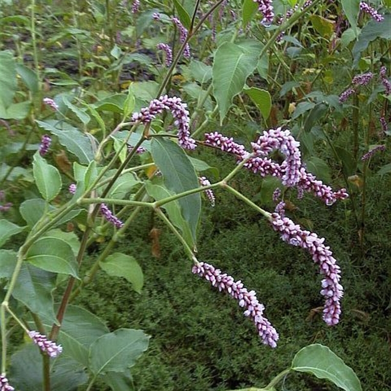 Persicaria orientalis