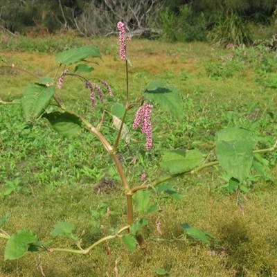 Persicaria orientalis