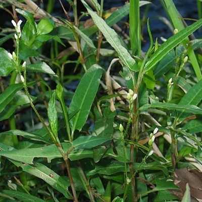 Persicaria praetermissa