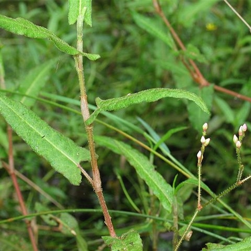 Persicaria praetermissa