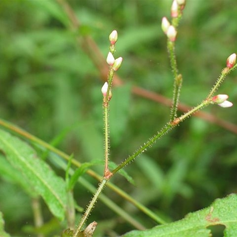 Persicaria praetermissa