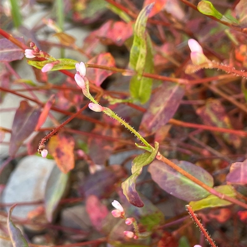 Persicaria praetermissa