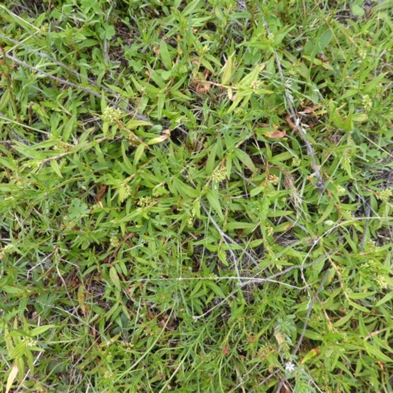 Persicaria prostrata