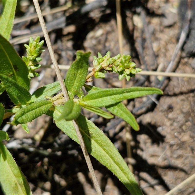 Persicaria prostrata