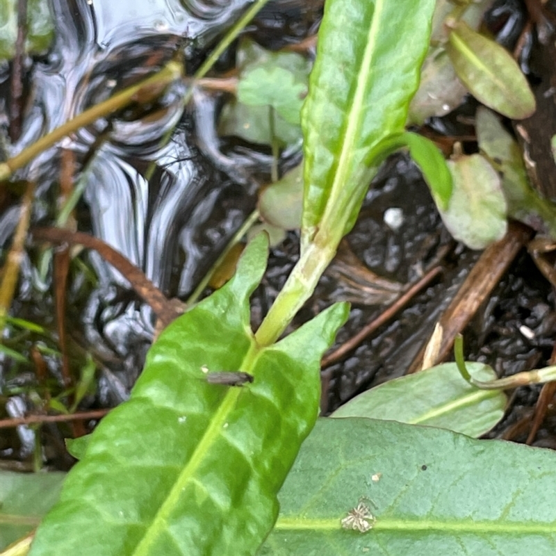 Persicaria strigosa