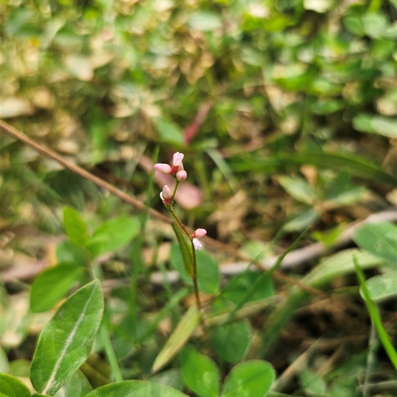 Persicaria strigosa