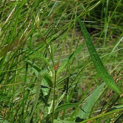 Persicaria subsessilis