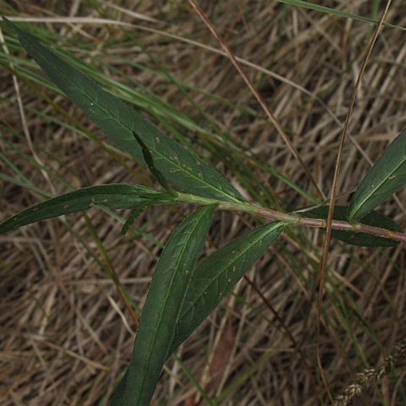 Persicaria subsessilis