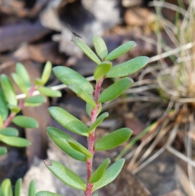 Persoonia asperula